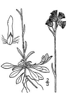 <i>Antennaria neodioica</i> Greene var. randii (Fernald) B. Boivin