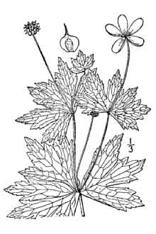 Canadian Anemone