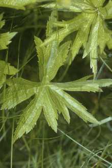 <i>Anemonidium canadense</i> (L.) Á. Löve & D. Löve
