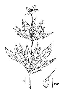 <i>Anemonidium canadense</i> (L.) Á. Löve & D. Löve