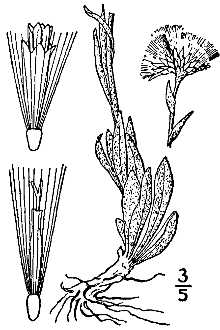 <i>Antennaria carpatica</i> (Wahlenb.) Hook. var. lanata Hook.