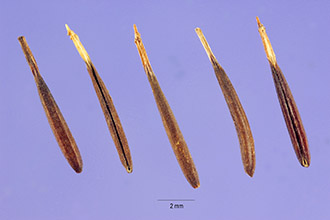 <i>Anthriscus longirostris</i> Bertol.