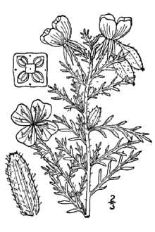 <i>Anogra coronopifolia</i> (Torr. & A. Gray) Britton