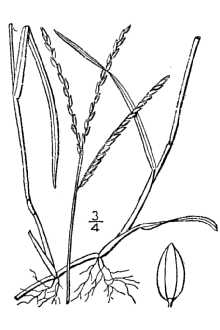 Broadleaf Carpetgrass