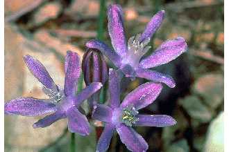 Blue Funnel Lily