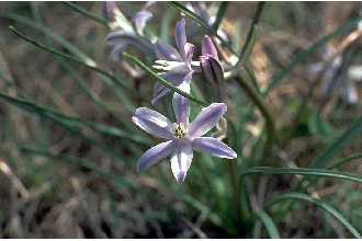 <i>Androstephium caeruleum</i> (Scheele) Greene, orth. var.