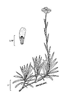 <i>Antennaria hygrophila</i> Greene