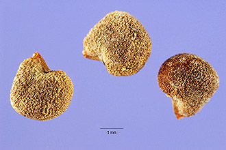 <i>Anoda cristata</i> (L.) Schltdl. var. brachyantha (Rchb.) Hochr.