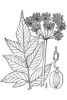 <i>Angelica curtisii</i> Buckley