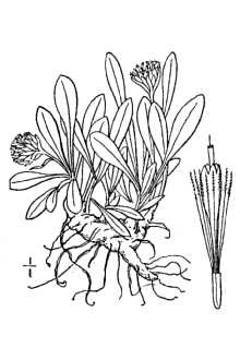 <i>Antennaria dimorpha</i> (Nutt.) Torr. & A. Gray var. latisquama (Piper) M. Peck