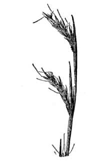 <i>Schizachyrium scoparium</i> (Michx.) Nash var. virile (Shinners) Gould