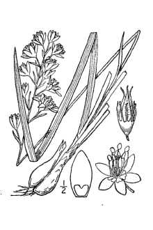 <i>Anticlea coloradensis</i> (Rydb.) Rydb.