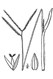 <i>Panicum furcatum</i> Flueggé