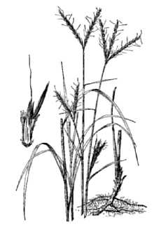 <i>Andropogon furcatus</i> Muhl. ex Willd.
