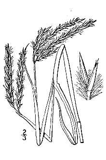 <i>Andropogon gerardii</i> Vitman var. incanescens (Hack.) B. Boivin