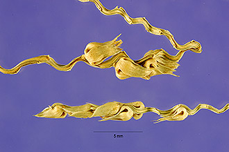 <i>Tripsacum hermaphrodita</i> L.