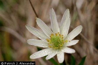 <i>Anemone heterophylla</i> (Torr. & A.Gray) Nutt. ex Alph. Wood