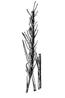<i>Andropogon hirtiflorus</i> (Nees) Kunth var. brevipedicellatus Beal