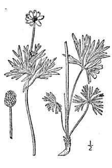 <i>Anemone multifida</i> Poir. ssp. globosa (Torr. & A. Gray) Torr. & A. Gray, nom. nud.