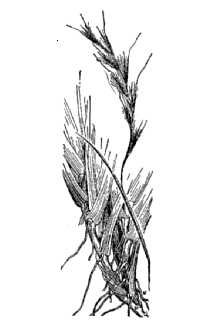 <i>Schizachyrium scoparium</i> (Michx.) Nash ssp. littorale (Nash) Gandhi & Smeins