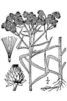 <i>Anaphalis occidentalis</i> (Greene) A. Heller