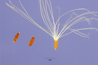 <i>Anaphalis margaritacea</i> (L.) Benth. var. revoluta Suksd.