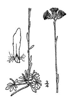 <i>Antennaria rosea</i> Greene var. nitida (Greene) Breitung
