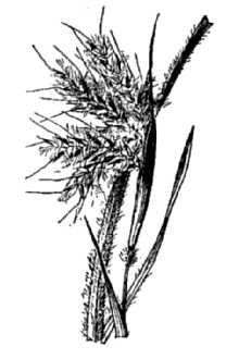 <i>Andropogon liebmannii</i> auct. non Hack.