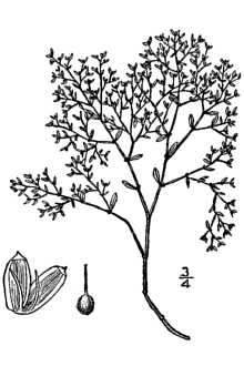 <i>Paronychia fastigiata</i> (Raf.) Fernald var. pumila (Alph. Wood) Fernald