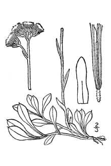 <i>Antennaria rupicola</i> Fernald