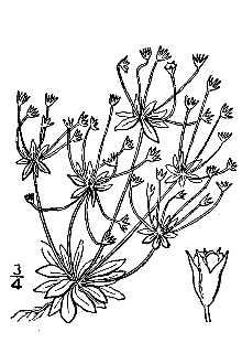 <i>Androsace occidentalis</i> Pursh var. simplex (Rydb.) H. St. John