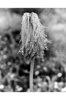 <i>Anemone occidentalis</i> S. Watson