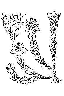 <i>Antiphylla oppositifolia</i> (L.) Fourr.