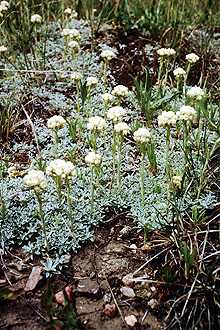<i>Antennaria aprica</i> Greene var. minuscula (B. Boivin) B. Boivin