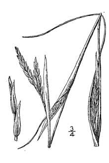 <i>Andropogon gerardii</i> Vitman var. paucipilus (Nash) Fernald