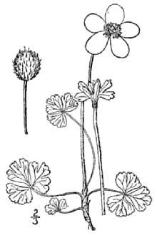 Smallflowered Anemone
