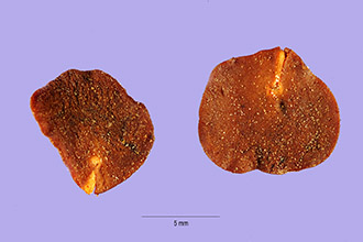 <i>Piptadenia peregrina</i> (L.) Benth.
