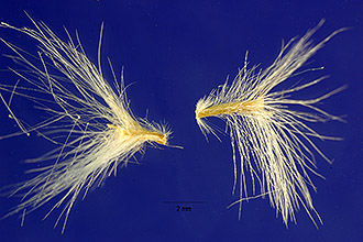 <i>Andropogon perforatus</i> Trin. ex Fourn.