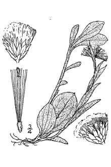 <i>Antennaria denikeana</i> B. Boivin