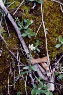 <i>Antennaria plantaginifolia</i> (L.) Richardson var. petiolata (Fernald) A. Heller