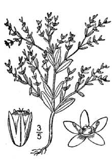 <i>Paronychia fastigiata</i> (Raf.) Fernald var. typica Fernald