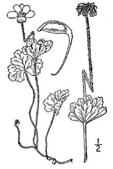 <i>Jurtsevia richardsonii</i> (Hook.) Á. Löve & D. Löve