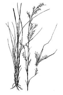 <i>Schizachyrium scoparium</i> (Michx.) Nash ssp. neomexicanum (Nash) Gandhi & Smeins