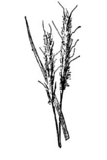 <i>Andropogon scoparius</i> Michx. var. septentrionalis Fernald & Grisc.