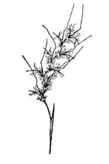 <i>Schizachyrium sericatum</i> (Swallen) Gould