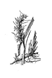 <i>Schizachyrium stoloniferum</i> Nash var. wolfei DeSelm