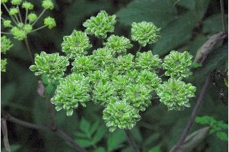 <i>Angelica curtisii</i> Buckley