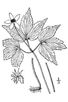 <i>Anemone quinquefolia</i> L. var. lancifolia (Pursh) Fosberg