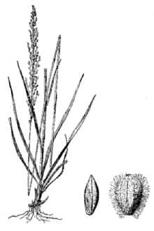 <i>Anthenantia villosa</i> (Michx.) P. Beauv., orth. var.