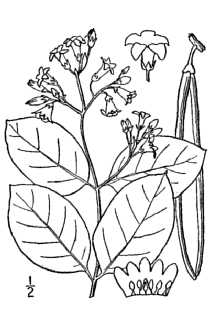 <i>Apocynum androsaemifolium</i> L. var. griseum (Greene) Bég. & Beloserky